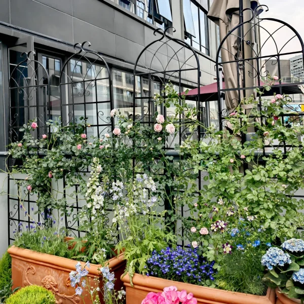 2 Pack Metal Garden Trellis 71" x 19.7" Rustproof Trellis for Climbing Plants Outdoor Flower Support Black - Image 5